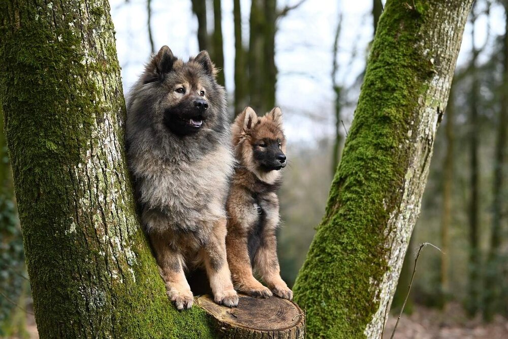 Zwei Spitz-Hunde zwischen Baumstämmen im Wald