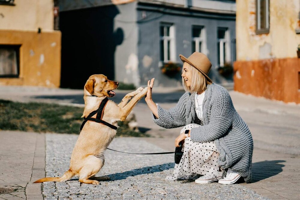 Frau und Hund geben sich Pfote und Hand