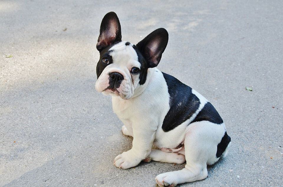 Zwart-witte Franse bulldog