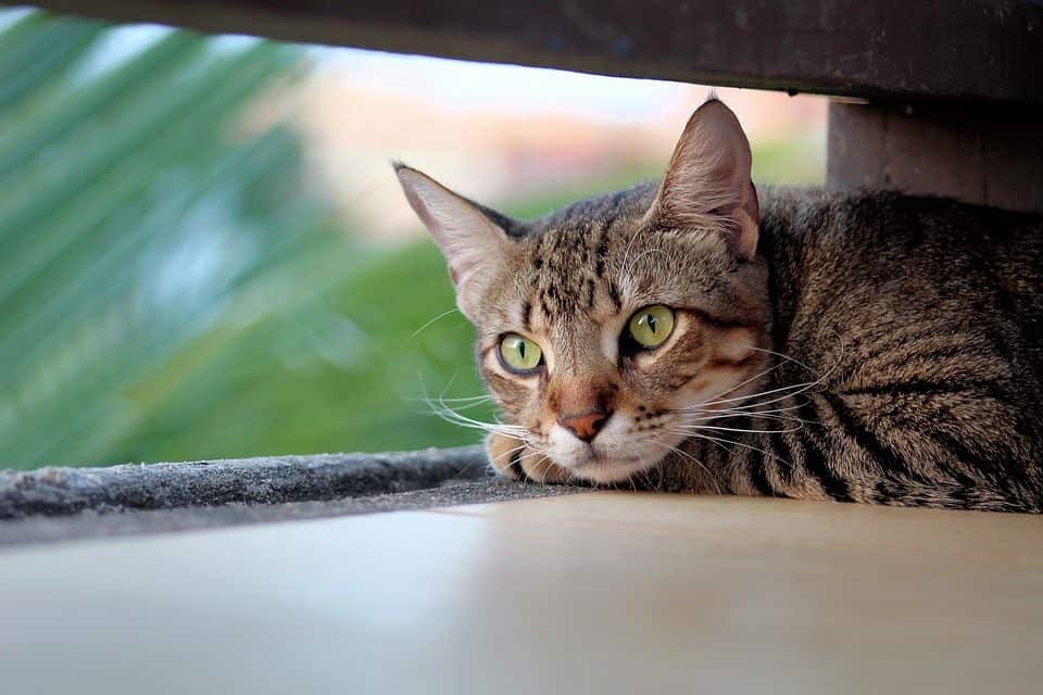 Gestreifte Katze (Tigermuster)