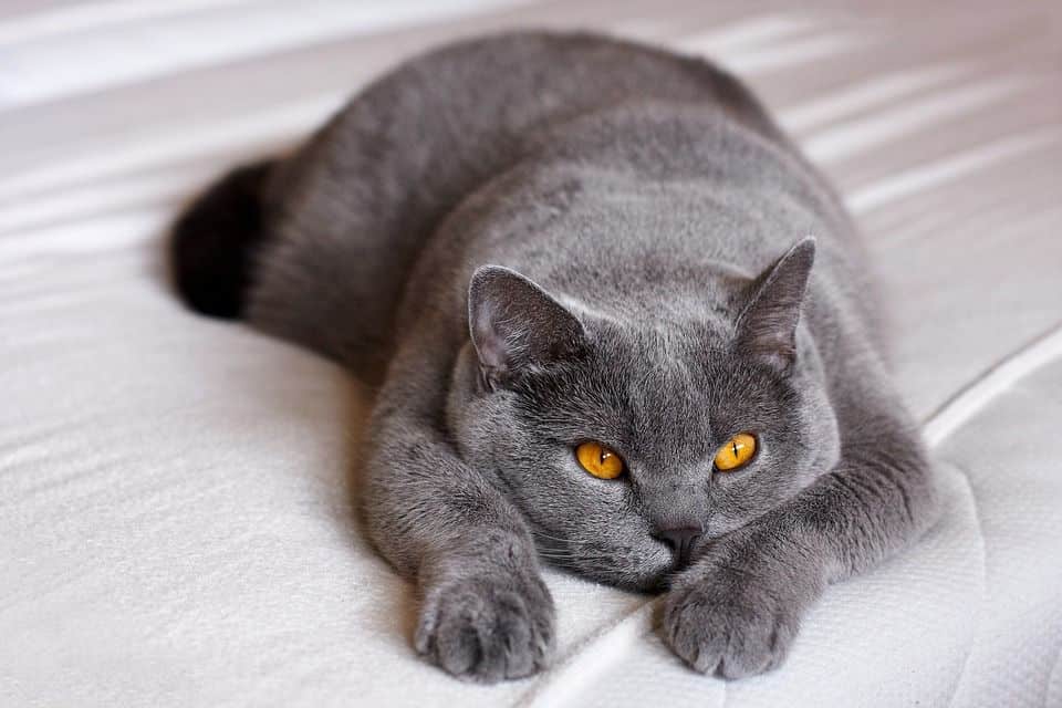 Brits Korthaar kat / British Shorthair