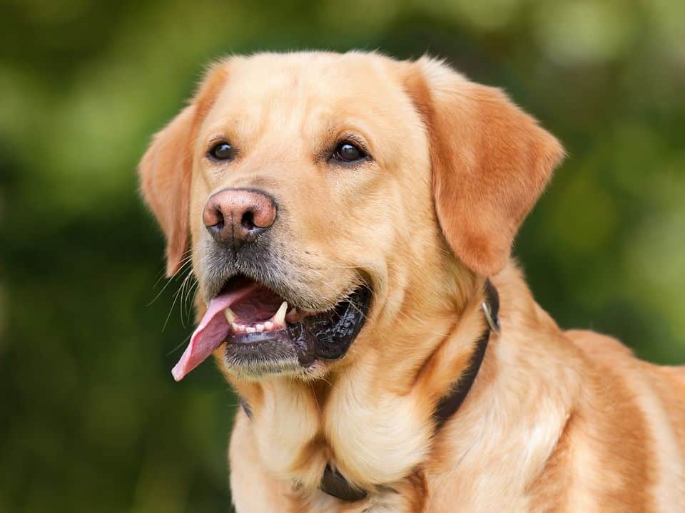Lichtbruine labrador retriever