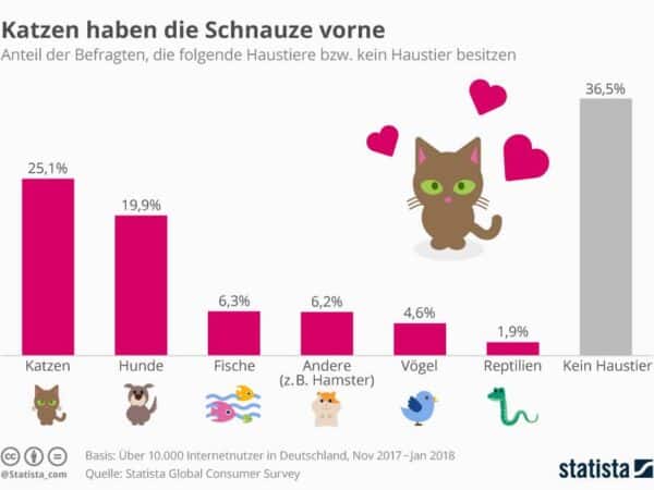 Katze als Haustier sehr beliebt