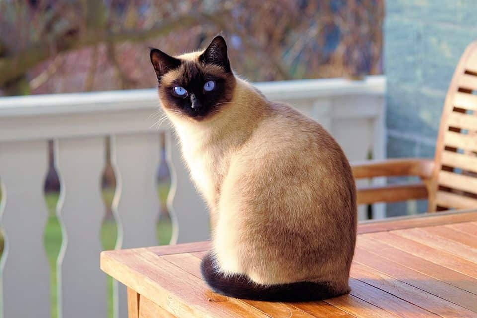 Beliebtesten Katzenrassen - Siam Katze