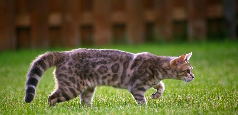 Schleichende Bengalkatze
