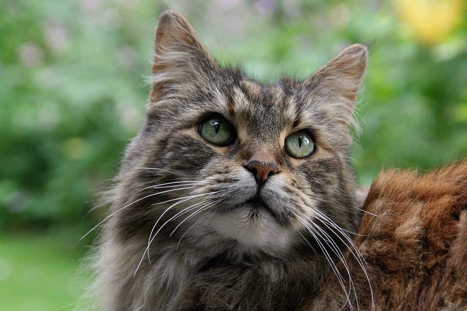 Maine Coon - Kopf