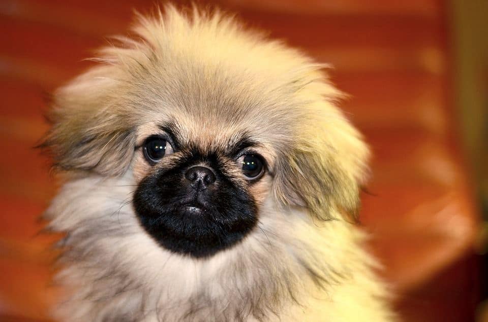 Pekinese
