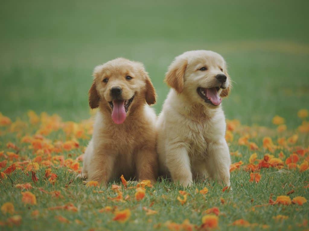 2 schattige golden-retrieverpups