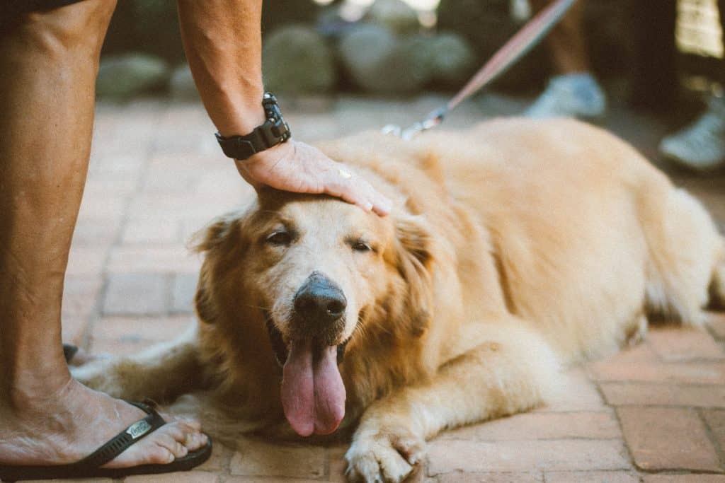 Volwassen golden retriever