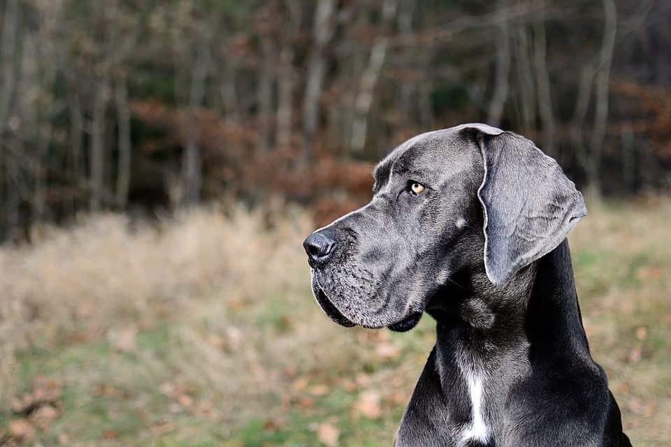 Deutsche Dogge