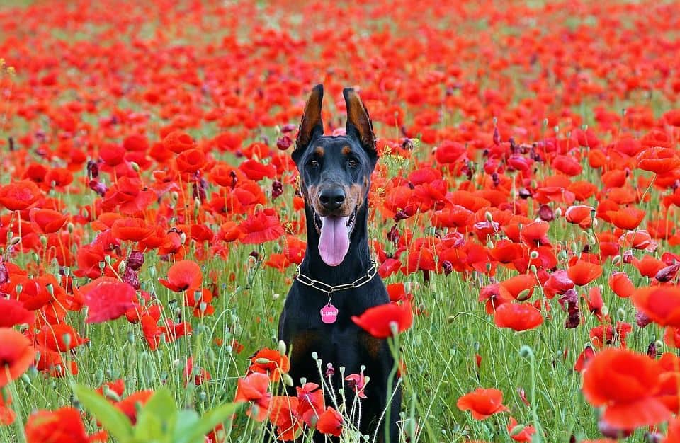 Dobermann auf Blumenwiese