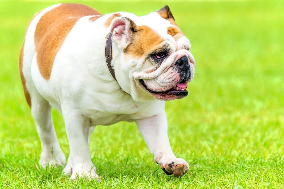 Englische Bulldogge
