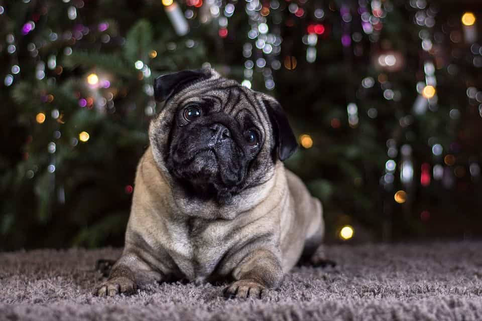 Mops
