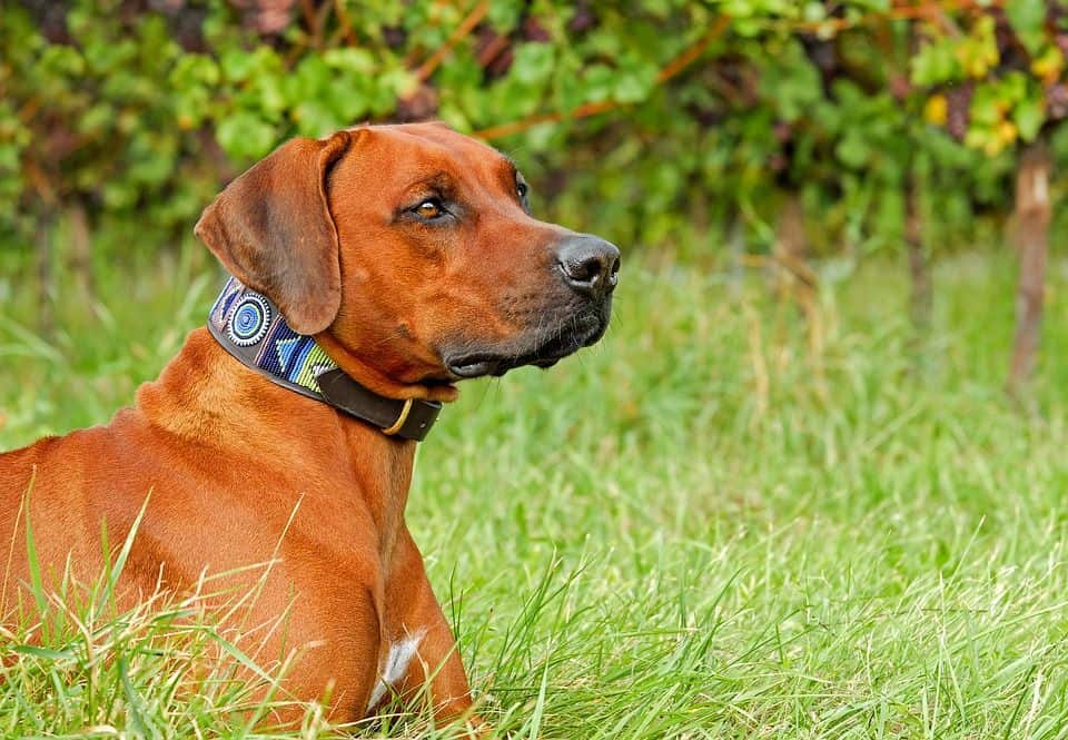 Rhodesian Rindgeback