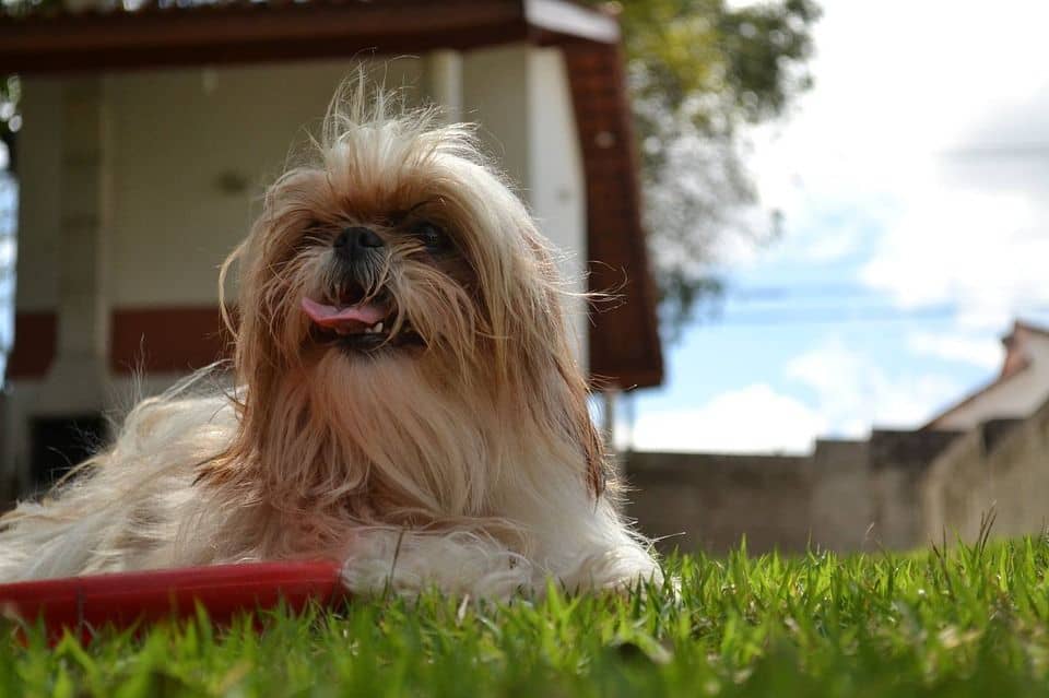 Schih Tzu