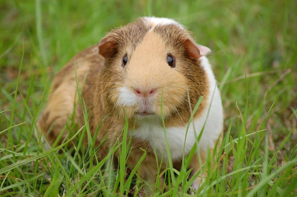 Meerschweinchen