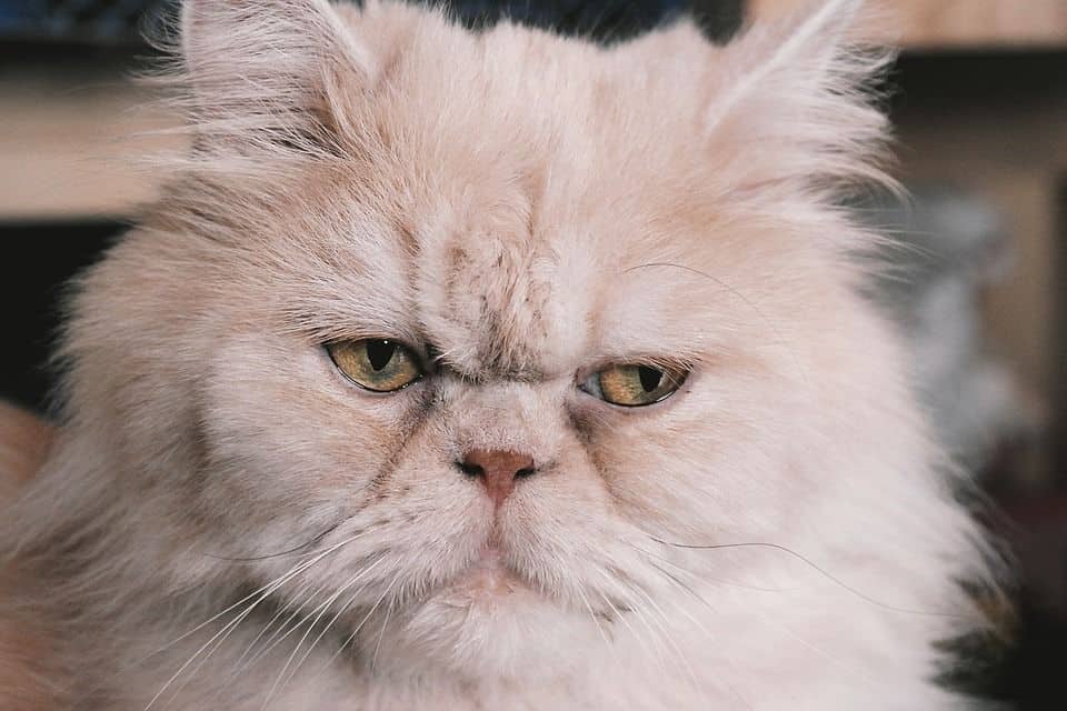 Perserkatze in weiß