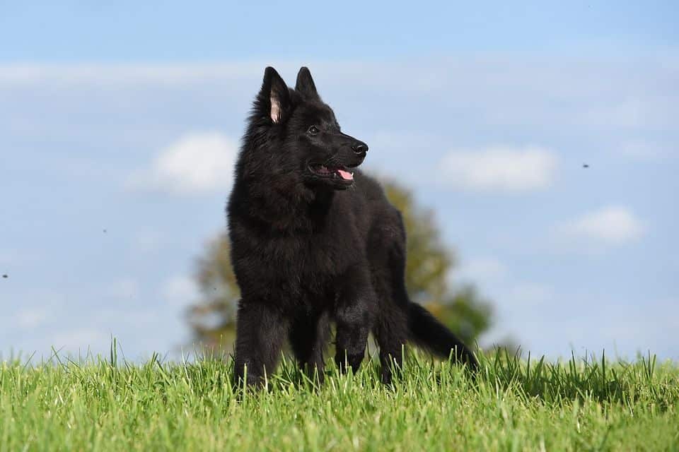 Belgischer Schäferhund
