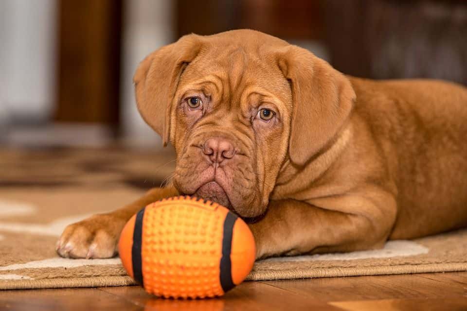 Bordeaux Dogge