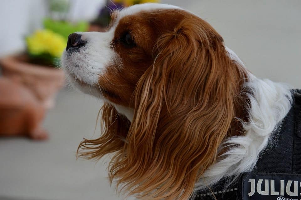 Cavalier King Charles Spaniel