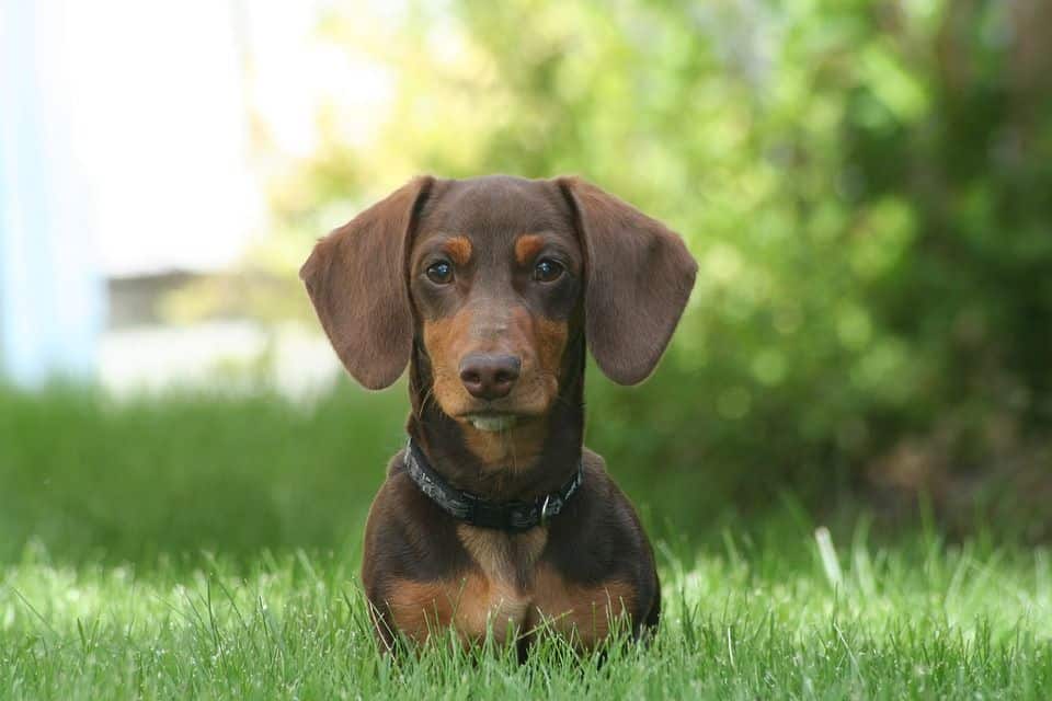 Dackel