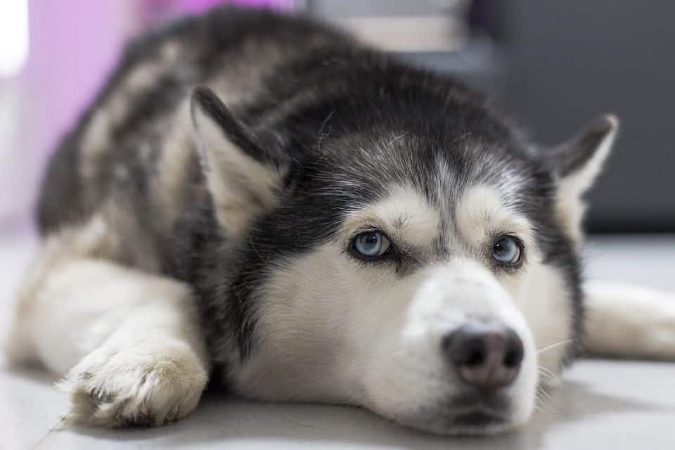 Husky