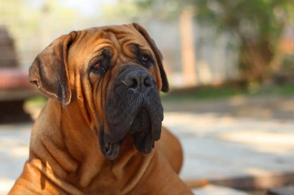 Mastiff