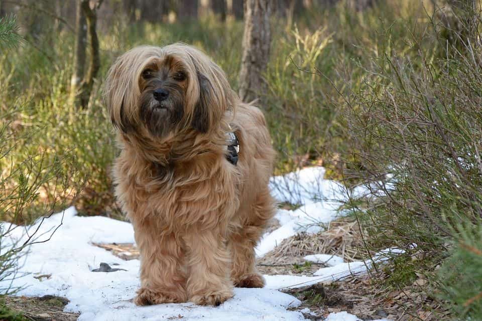 Tibet Terrier