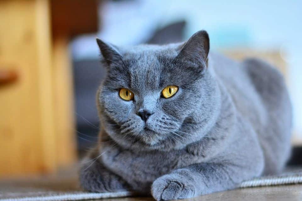 Kartäuser Katze
