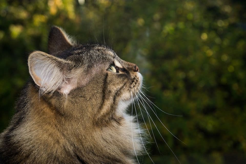 Norwegische Waldkatze