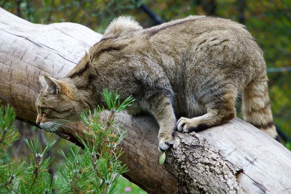 Wildkatze