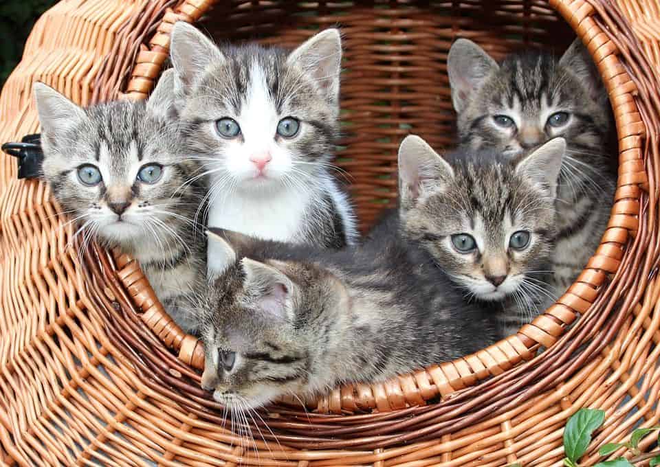 Hauskatze