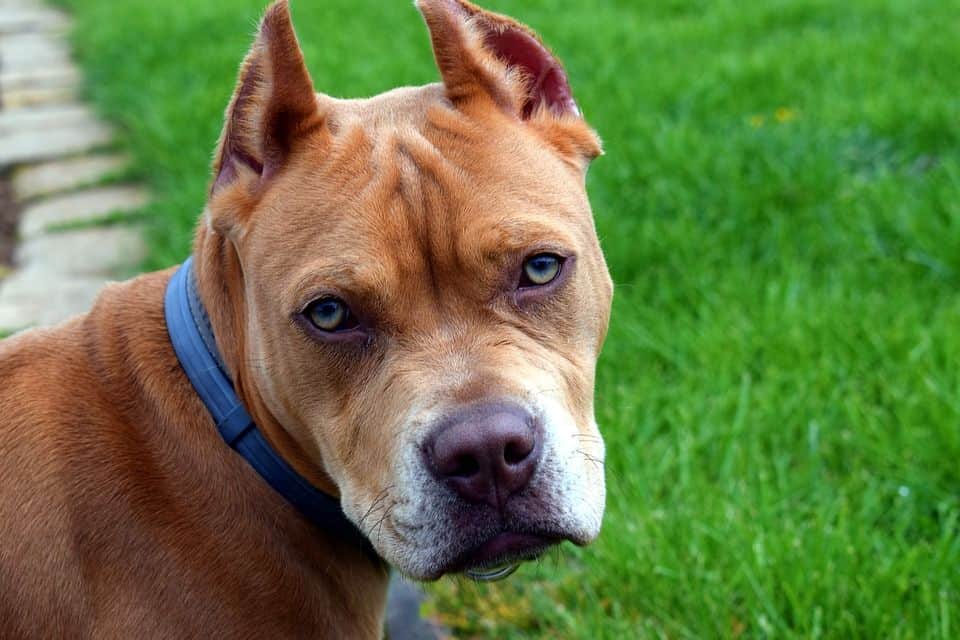 Rednose Pitbull