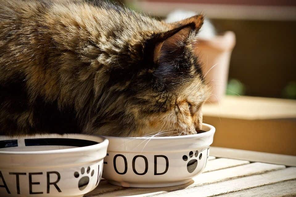 Katzen-Futter-im-Test
