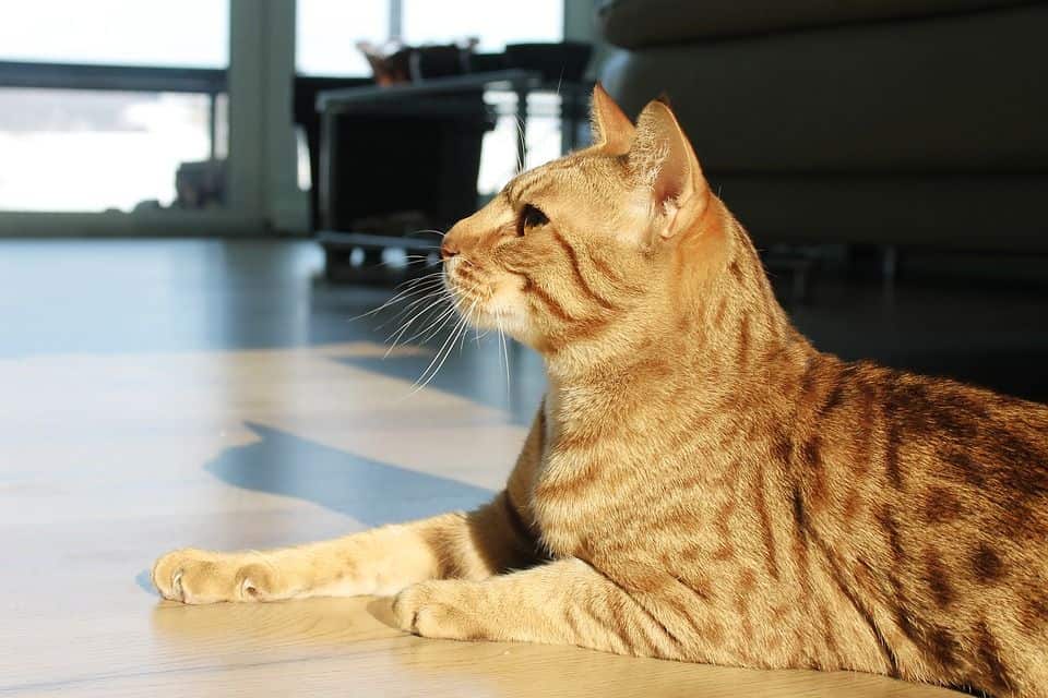 Ocicat