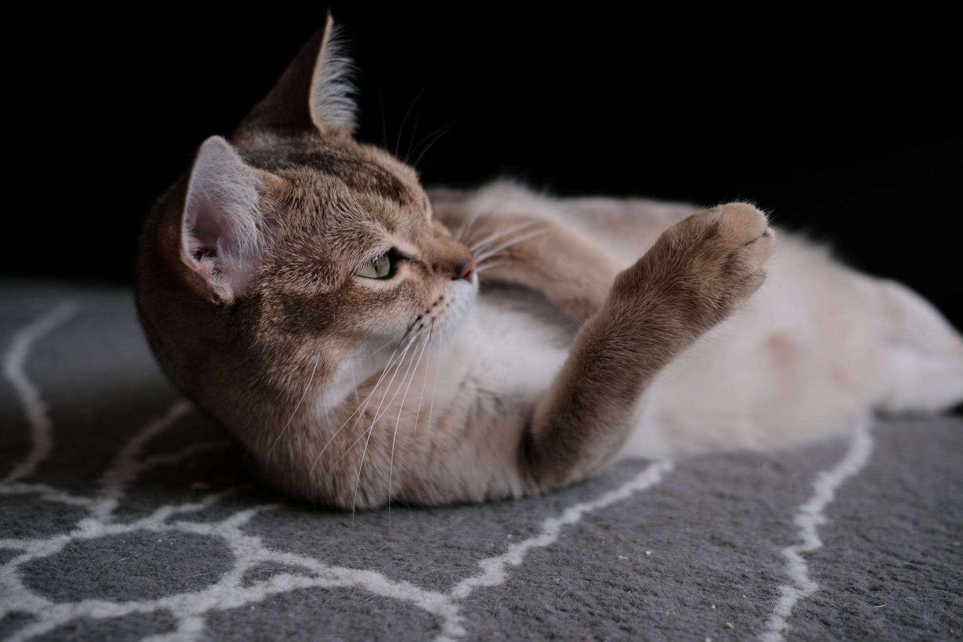 Burmilla