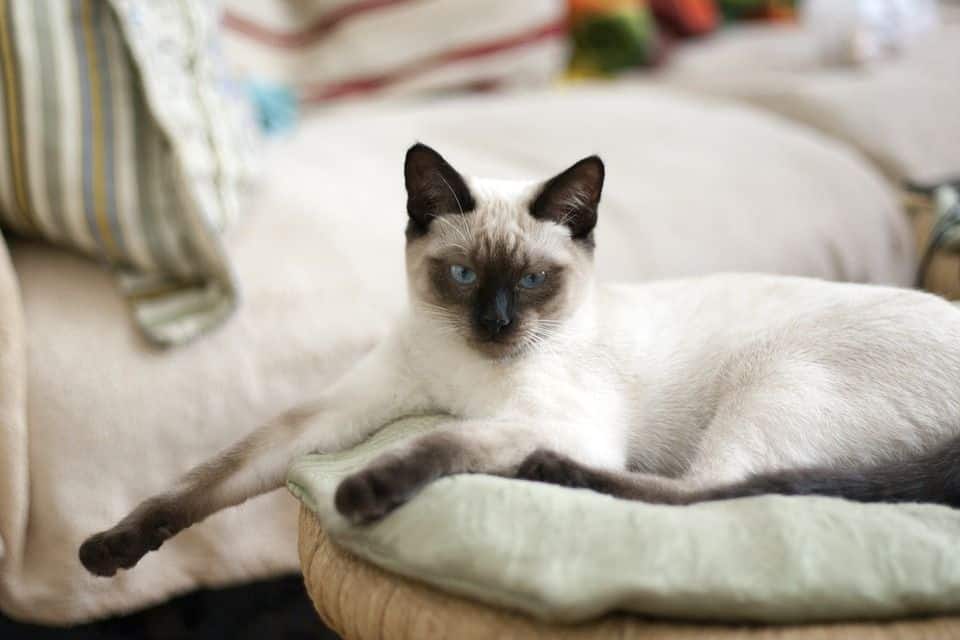 Thai katze