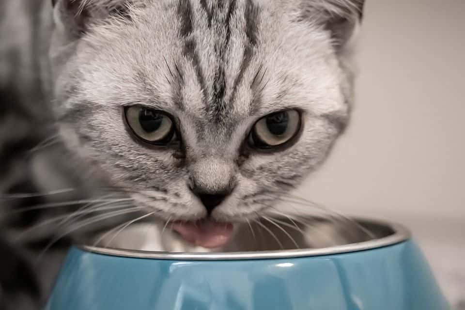 Katzenfutter selber machen