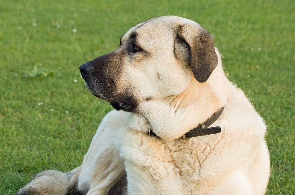 Anatolischer Hirtenhund
