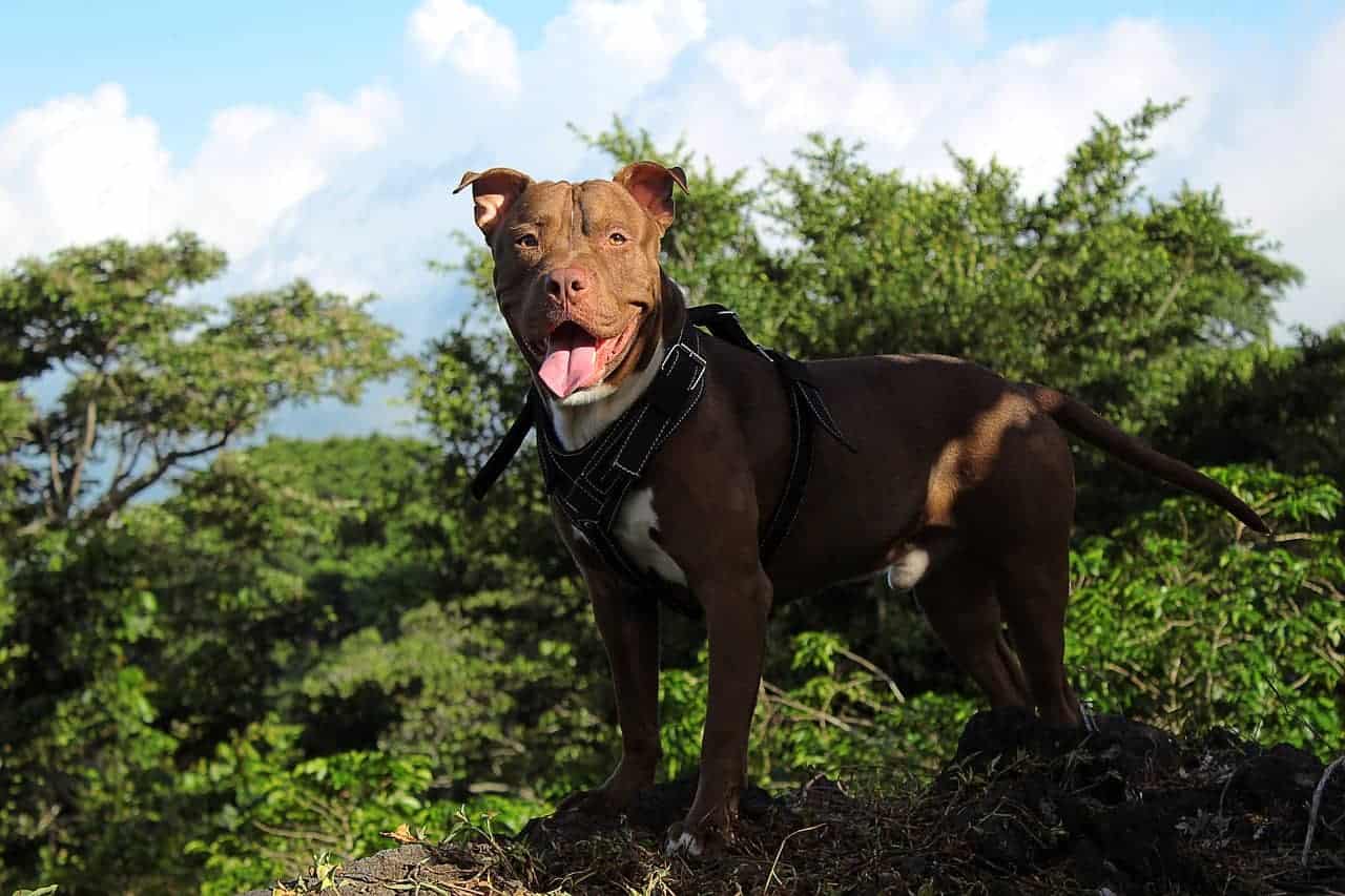 Pitbull Terrier