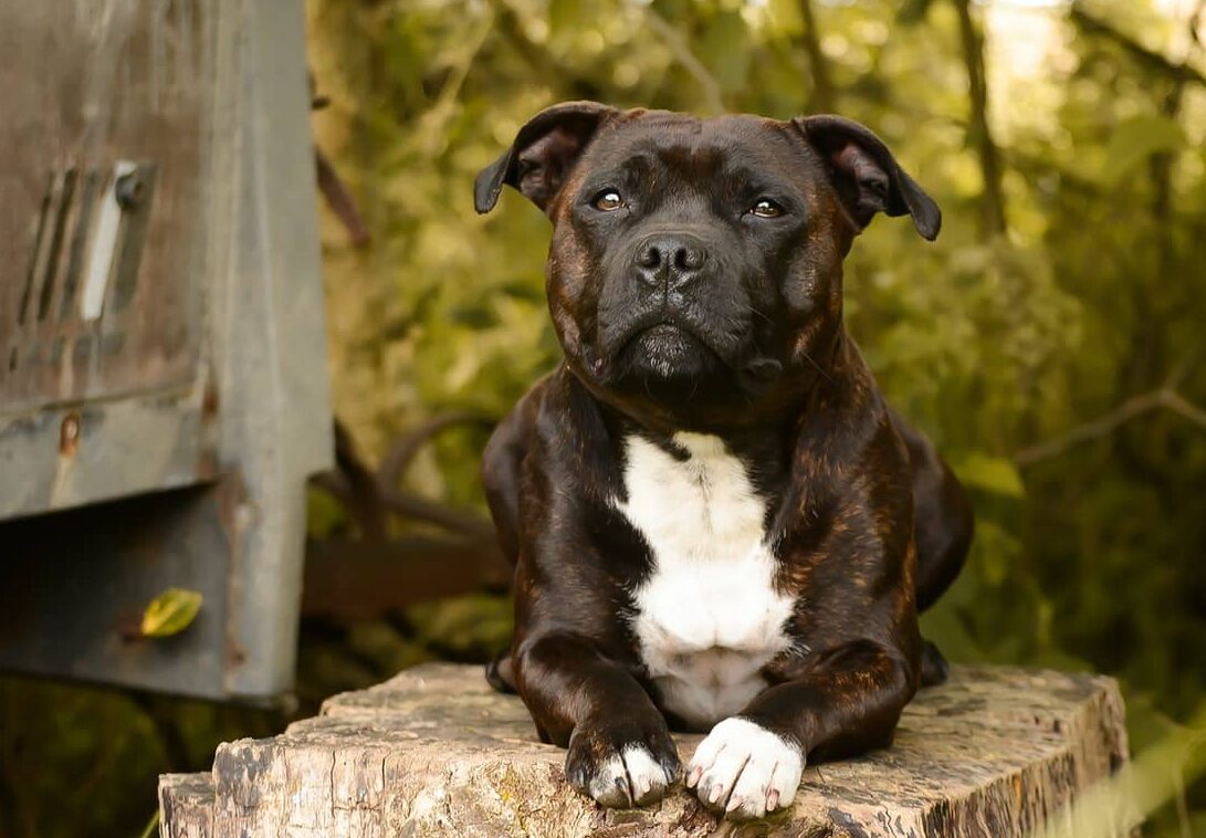 Staffordshire Bullterrier