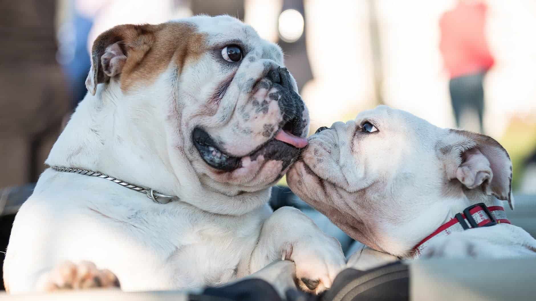 Bulldogge - Rassen, Arten und Varianten