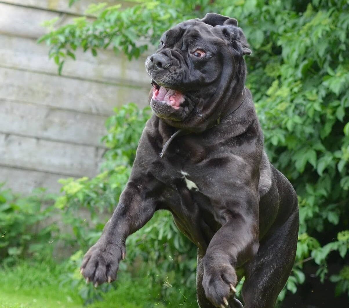 Mastino Napoletano