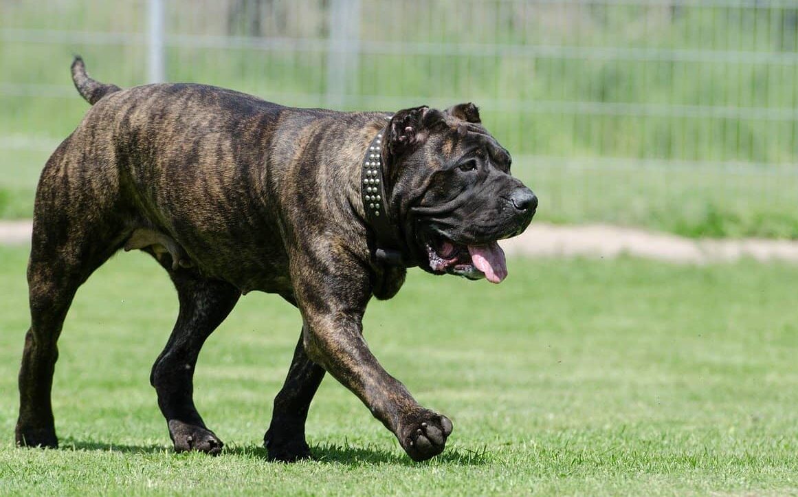 Dogo Canario