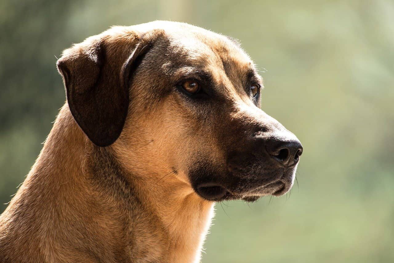 Kangal Rassenportrait