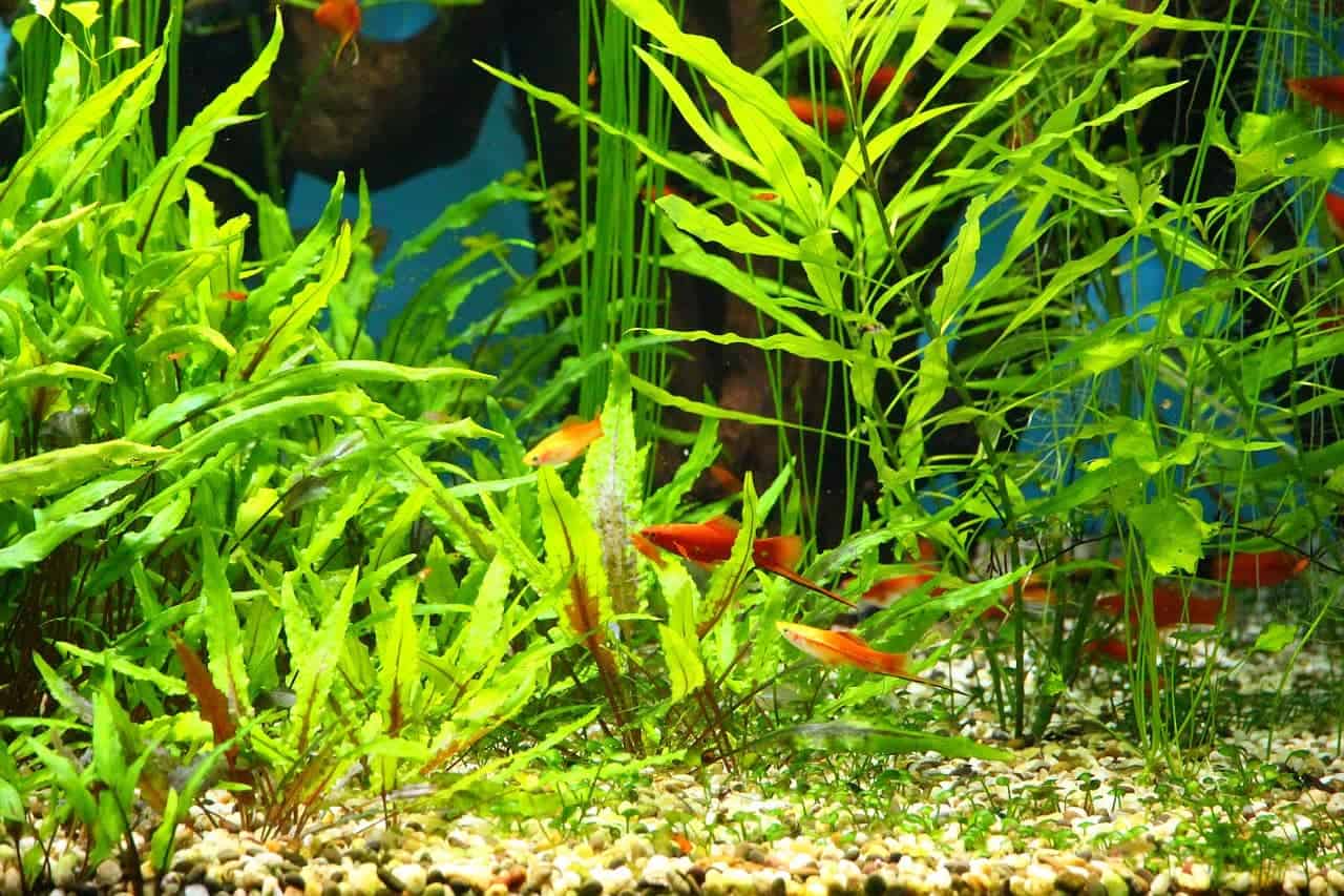 Mein erstes Aquarium - das gilt zu beachten