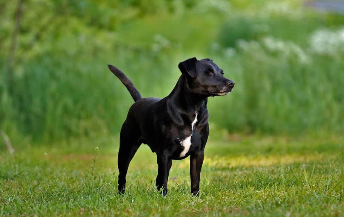 Patterdale Terrier