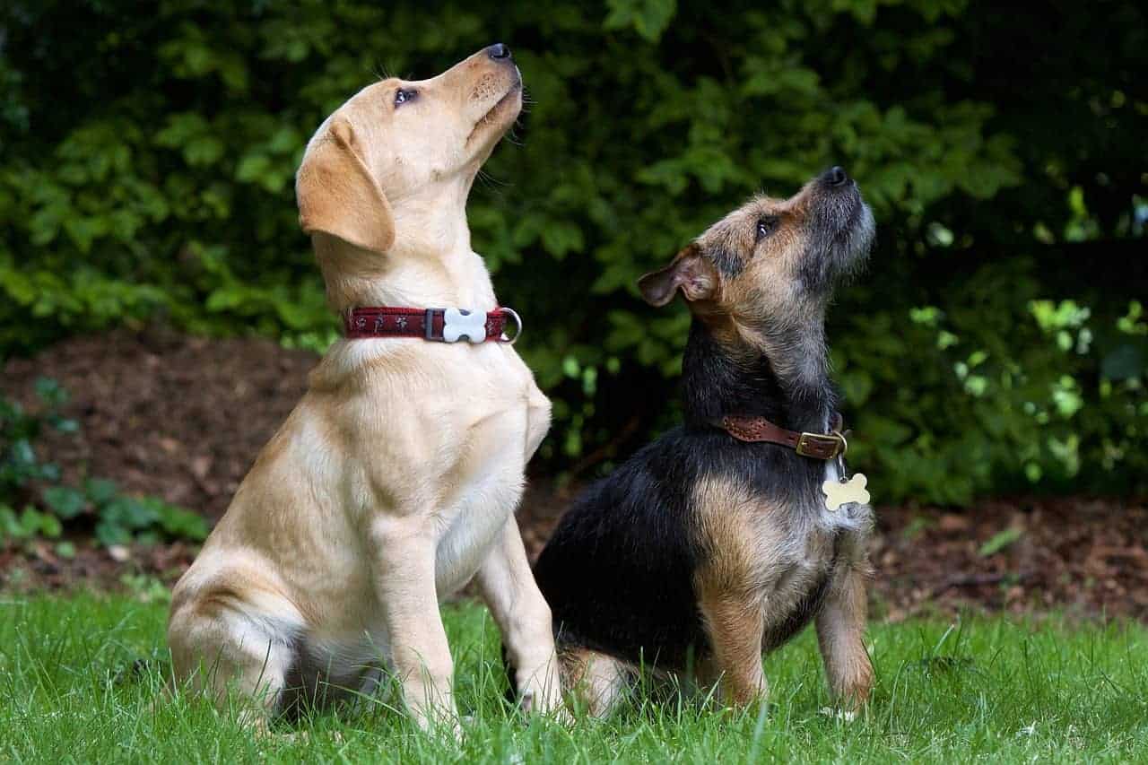 Terrier