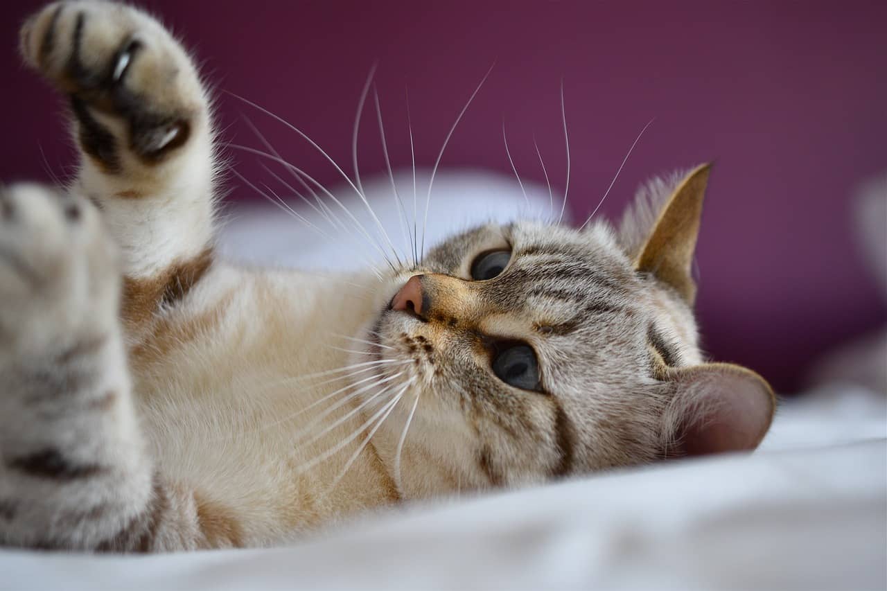 Krankheit Ataxie bei Katzen