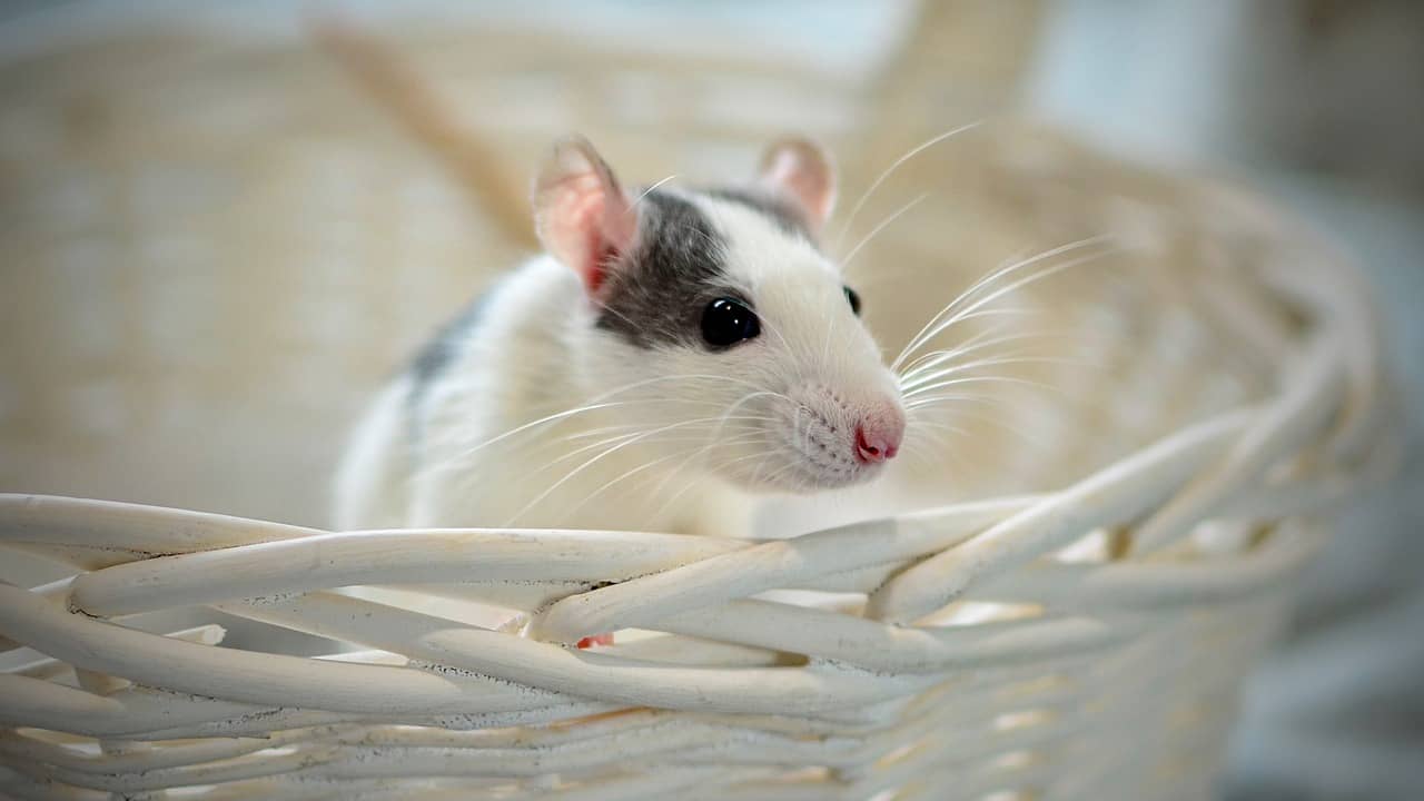 Maus